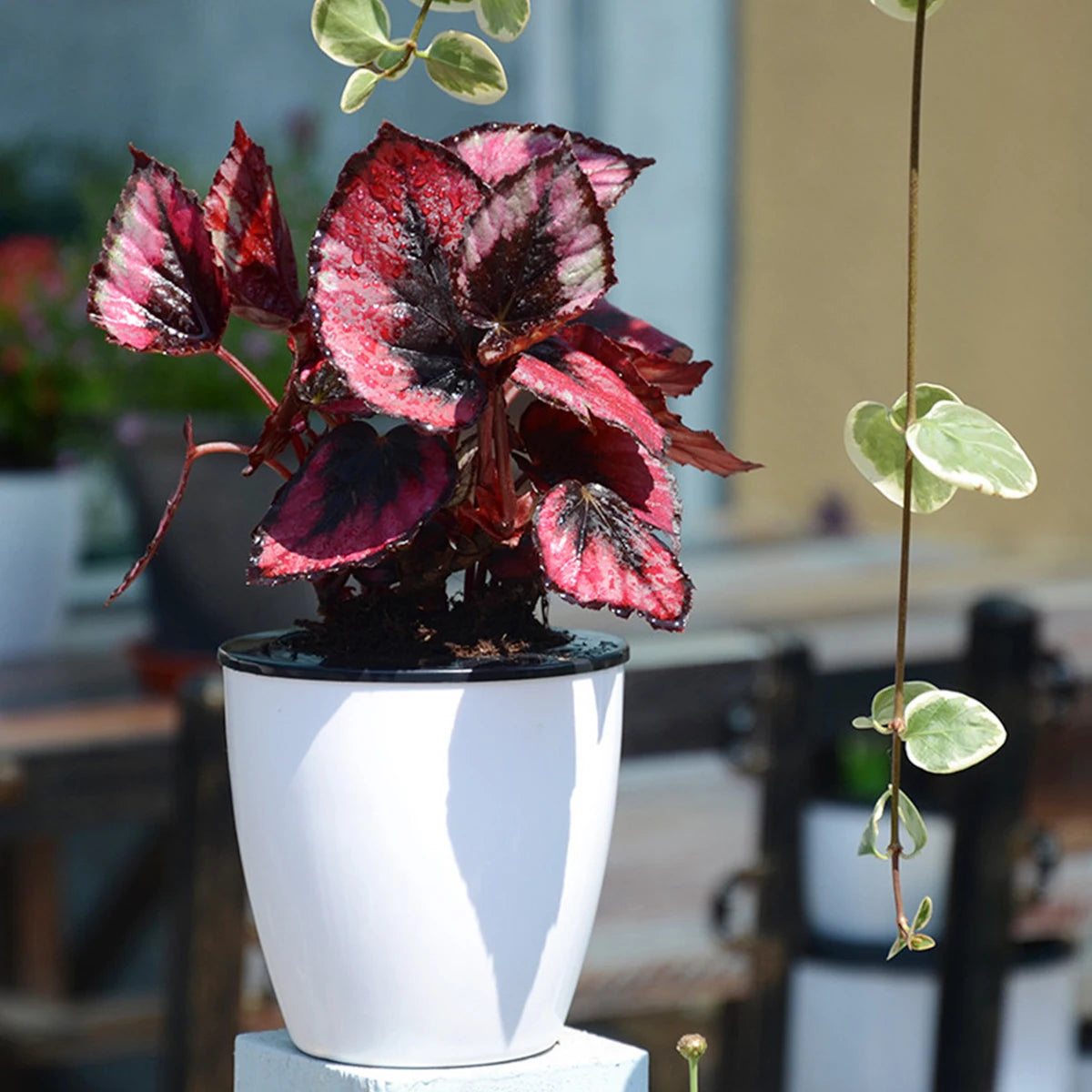 6Pcs Self Watering Pots With Cotton Rope for Indoor Plants 4.7 Inch Self Watering Plastic Flower Pot for Garden Decorative